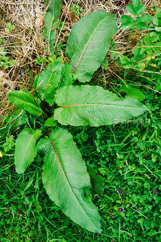 Rumex obtusifolius，船坞杂草